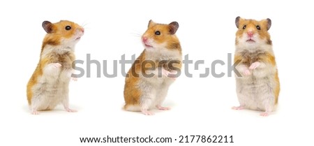 Hamsters standing on its hind legs isolated on white background, set, colection