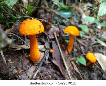 Hanagasa Iguchi / Pulveroboletus Auriflammeus In Japan