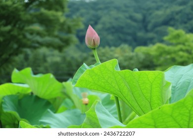 花はす公園 Hanahasu Koen in Fukui, Japan Lotus Park in Fukui Japan