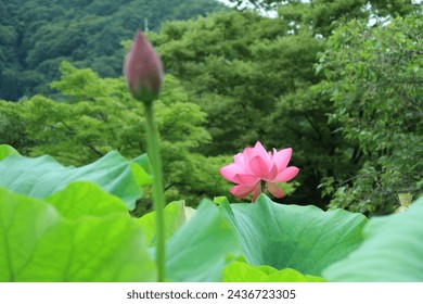 花はす公園 Hanahasu Koen in Fukui, Japan Lotus Park in Fukui Japan