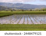 Hanalei Valley, Kauai, Hawaii taro farms.  Miles of green fields of taro growing in water at different stages backed by lush mountains and blue cloud sky.