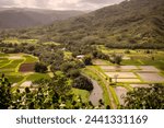 Hanalei Valley Taro Fields, Kauai,Hawaii. The Hanalei Valley is comprised of many agricultural parcels, each divided into many paddy fields farmed by growers like the Koga family.