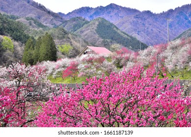 Hanamomo No Sato Peach Paradise Stock Photo 1661187139 | Shutterstock