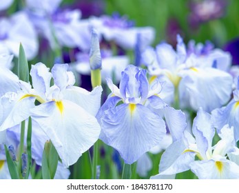 170 Shobu flower Images, Stock Photos & Vectors | Shutterstock