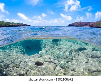 Hanauma Bay Fish