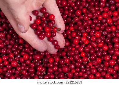 ?owberries in hand.
