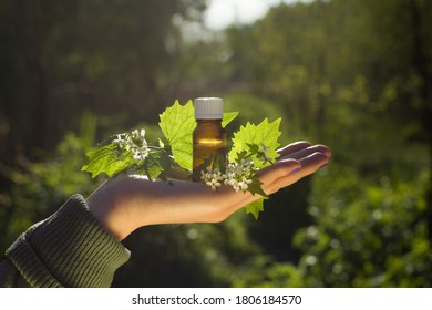 Hand with aroma oil in bottle. Bach flower essence and blooming nettle. - Shutterstock ID 1806184570