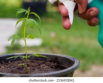 Hand Asian Man Watering Young Green Plant Small Tree(cannabis) In Black Sprouts From Water Spray Bottle In Small Garden Inside The House. To Use Leisure Time Activities On Holiday Be With Nature Hobby