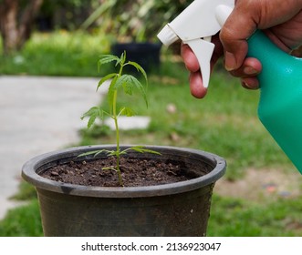 Hand Asian Man Watering Young Green Plant Small Tree(cannabis) In Black Sprouts From Water Spray Bottle In Small Garden Inside The House. To Use Leisure Time Activities On Holiday Be With Nature Hobby