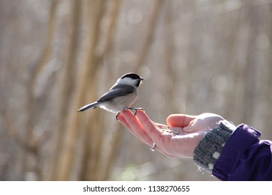 Hand with bird