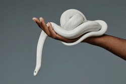 Hand Of Black Male Owner Of Exotic Pet Holding White Twisted Rat Snake While Standing In Isolation Over Grey Background During Photo Session