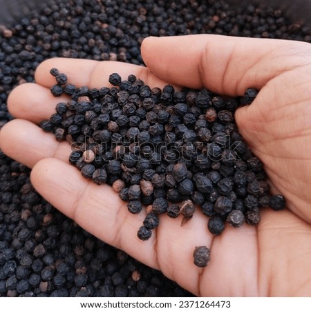 Hand with black pepper, peppercorns, good quality peppercorns from Kerala, South India. Quality checking with hands.