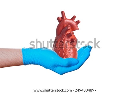 Hand in blue glove carefully holds a detailed anatomical heart model, symbolizing medical education, anatomy studies, and healthcare awareness.