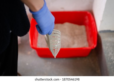 Hand In Blue Glove Holding Plastic Scoop For Cleaning Cat Litter Box 