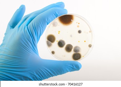 hand in blue glove holds petri dish with agar and bacterium colony, isolated