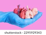Hand in a blue surgical glove holding miniature anatomical models of human organs isolated on pink. Organs donation related concept.