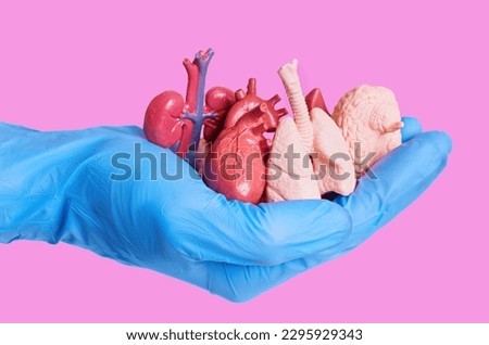 Hand in a blue surgical glove holding miniature anatomical models of human organs isolated on pink. Organs donation related concept.