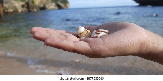 A  hand boy hold shells on the beach