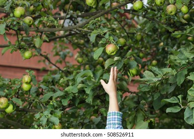 Hand Of Boy Reaching For An Apple On The Tree