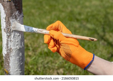 A hand in bright orange gloves on a background of green grass. A gardener paints a tree trunk with a brush. garden work. Apple tree trunk, protection against pests and diseases, chalk whitewashing.