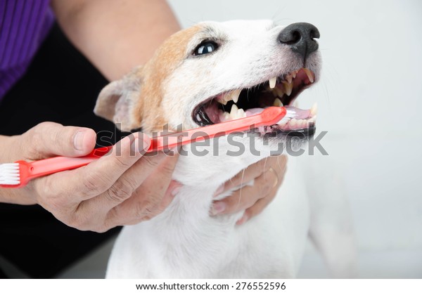 hand brushing dog\'s\
tooth for dental care