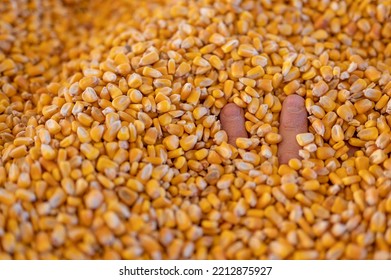 Hand Buried And Entrapped In The Top Layer Of Corn In A Grain Storage Bin.