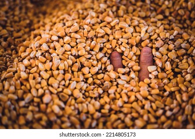 Hand Buried And Entrapped In The Top Layer Of Corn In A Grain Storage Bin.