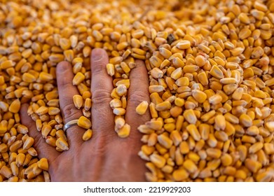 Hand Buried And Entrapped In The Top Layer Of Corn In A Grain Storage Bin.