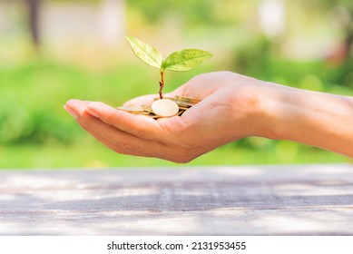 Hand Of Business Woman Holding Golden Coin On Hands With Green Plant Leaves Growth Against Green Blur Nature Background. Money Saving, Business Financial Growth, Economy Budget And Investment Concept.