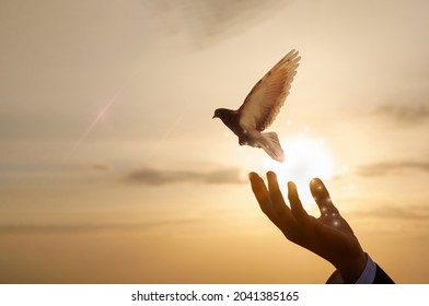 The Hand Of A Businessman Releases A Dove Against The Background Of A Sunny Sunset.