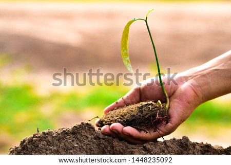 Hand care growing mango plant in the soil with planting trees to sell mango fruit