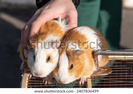 Hand caresses two guinea pigs
