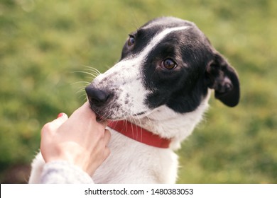 Hand Caressing Cute Homeless Dog With Sad Look In Summer Park. Adorable Black And White Dog Playing And Hugging With Person , Sitting In Grass. Adoption Concept.