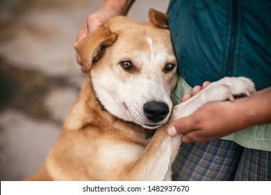 Hand caressing cute homeless dog with sweet looking eyes in summer park. Person hugging adorable yellow dog with funny cute emotions. Adoption concept.