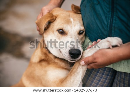 Hand caressing cute homeless dog with sweet looking eyes in summer park. Person hugging adorable yellow dog with funny cute emotions. Adoption concept.