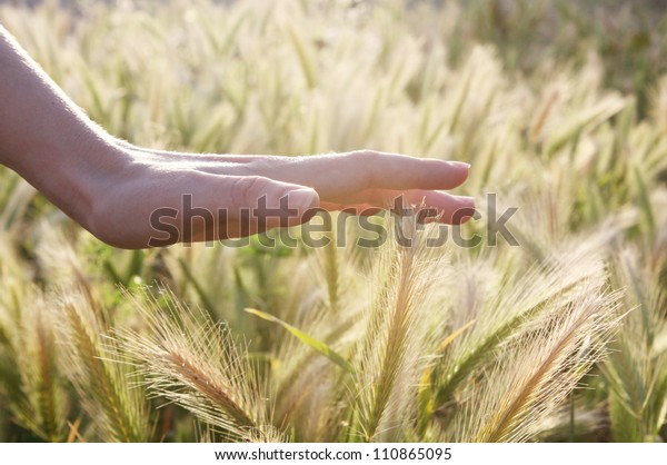 Hand caressing some ears of wheat. touch image