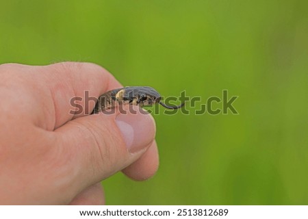 hand catched harmless small snake, grass snake, Natrix natrix, european wildlife, Czech Republic