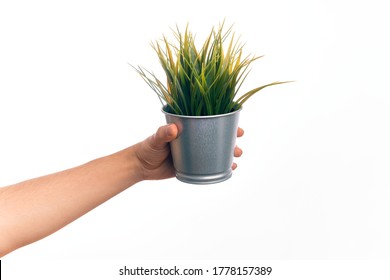 Hand Of Caucasian Young Man Holding Small Plant Pot Over Isolated White Background