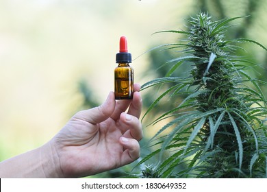 Hand With CBD Oil Can With Plant In Outdoor Cultivation For Medicinal Use.