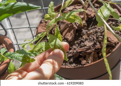 A Hand Checking A Leaf Of A Verbena Plant In A Balcony. 