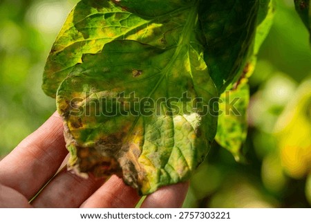 Hand checking a tomato leaf showing signs of phytophthora infestans late blight, a common and destructive fungal disease affecting agricultural crops in a garden or farm field