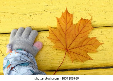 Hand Of Child In Gray Glove With Orange Maple Leaf On Yellow Wooden Bench, Top View.