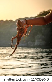 Hand of a child holding an octopus in Greece - Shutterstock ID 1140352040