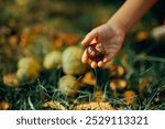 
Hand of a Child Picking an Autumn Chestnut from the Ground. Little kid collecting autumnal treasures from the park
