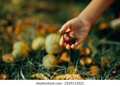 
Hand of a Child Picking an Autumn Chestnut from the Ground. Little kid collecting autumnal treasures from the park
 - Powered by Shutterstock