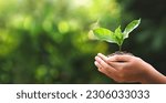 hand children holding young plant with sunlight on green nature background. concept eco earth day