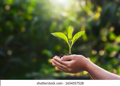 hand children holding young plant with sunlight on green nature background. concept eco earth day - Powered by Shutterstock