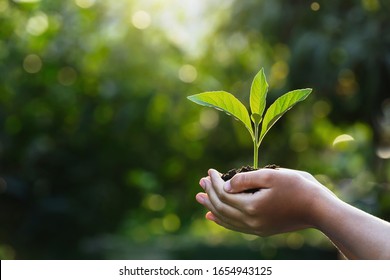 hand children holding young plant with sunlight on green nature background. concept eco earth day - Shutterstock ID 1654943125