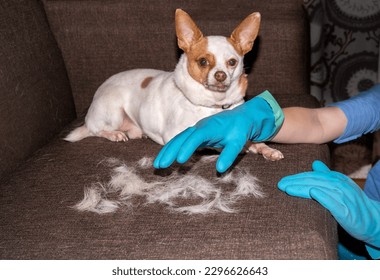 Hand cleaning dog fur from sofa 