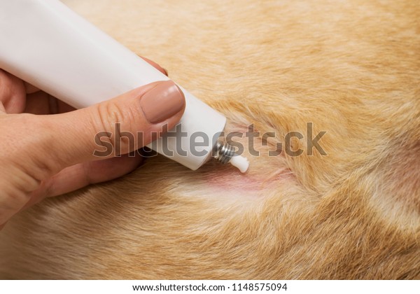 can dogs use hand salve